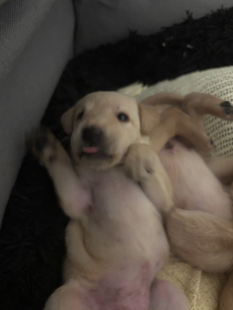 Red fox Labrador puppies for sale 