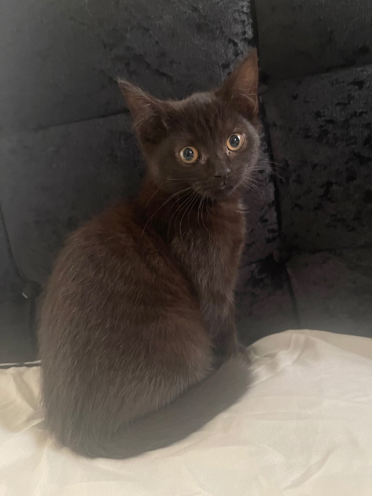 image for British Shorthair Mix