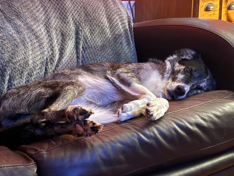 Murphy blue merle border collie