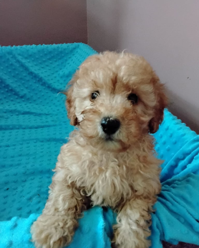 Cockapoo puppies 