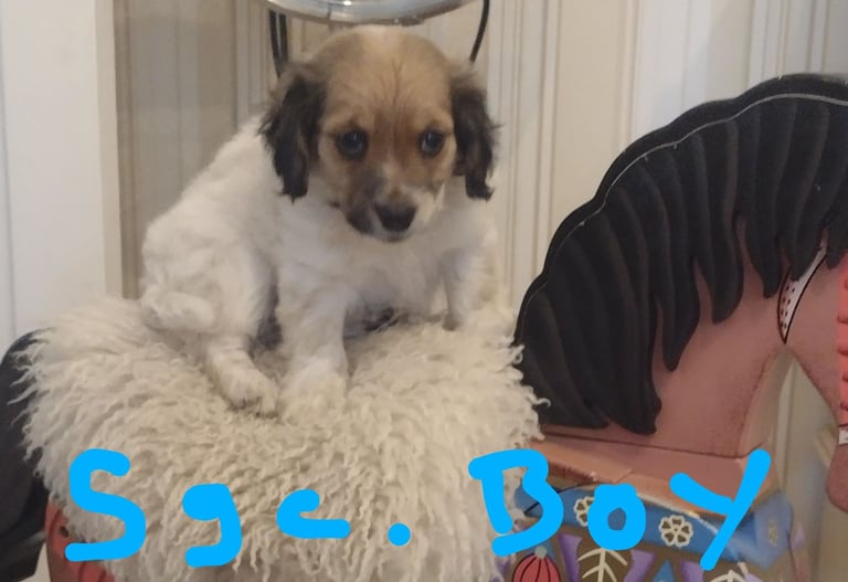 Beautiful jack Russell puppies 
