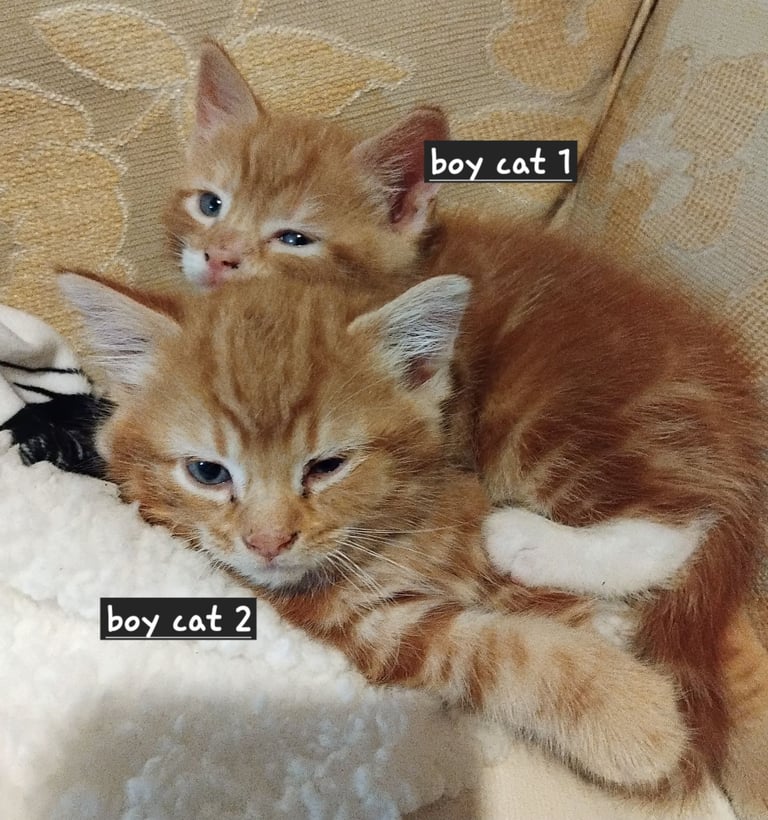 3 adorable 7 week old kittens looking for their forever home