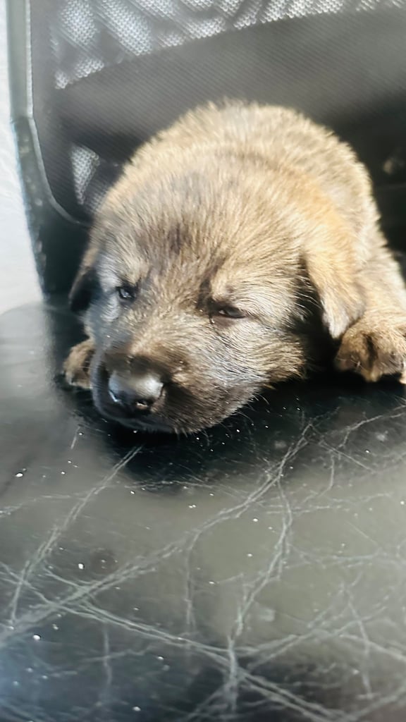 Lovely puppies shepherds for your family  