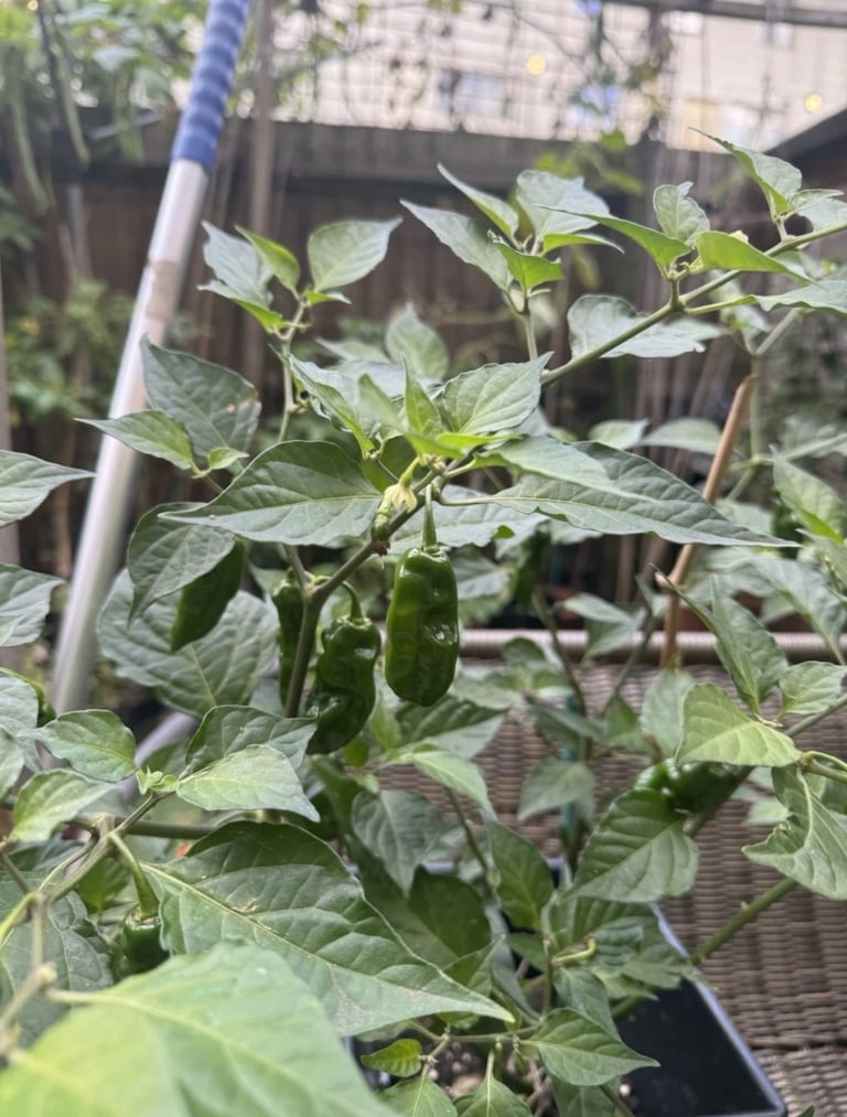 Naga chilli plant 