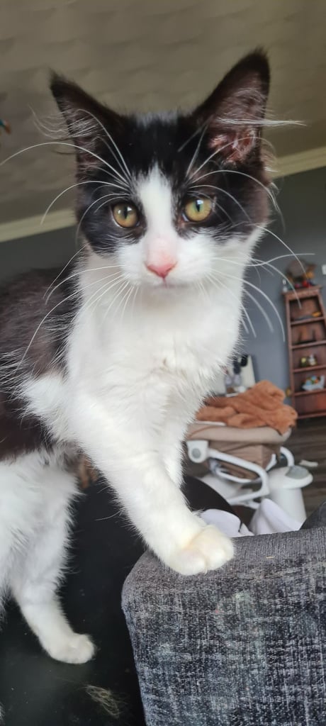 Beautiful Bonded Sisters