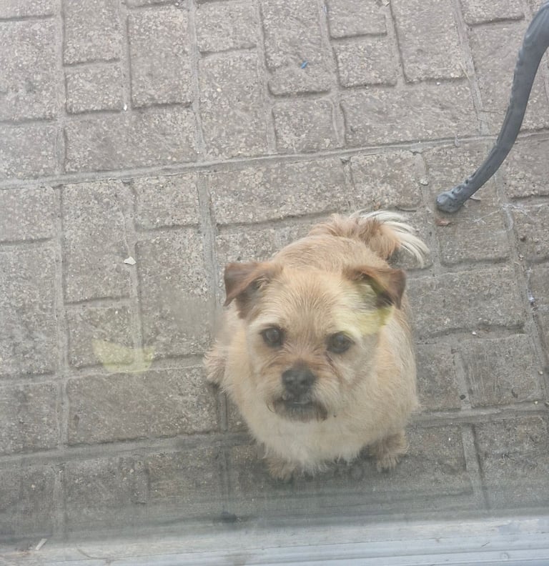 image for Adorable Pomeranian Yorkshire terrier looking for a new home 