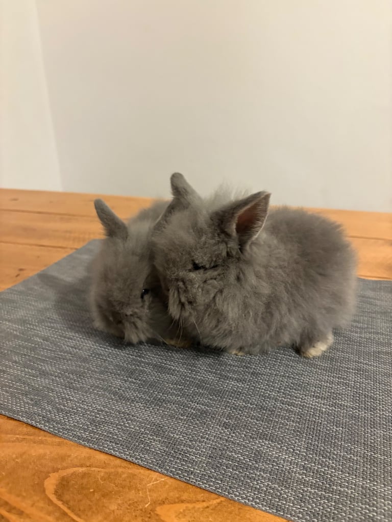 Grey lion head rabbits 