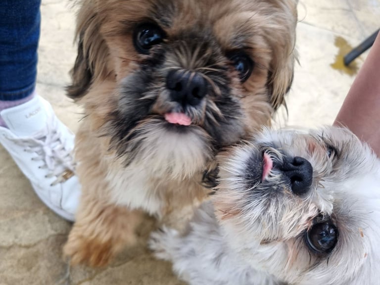 Shih zue puppys