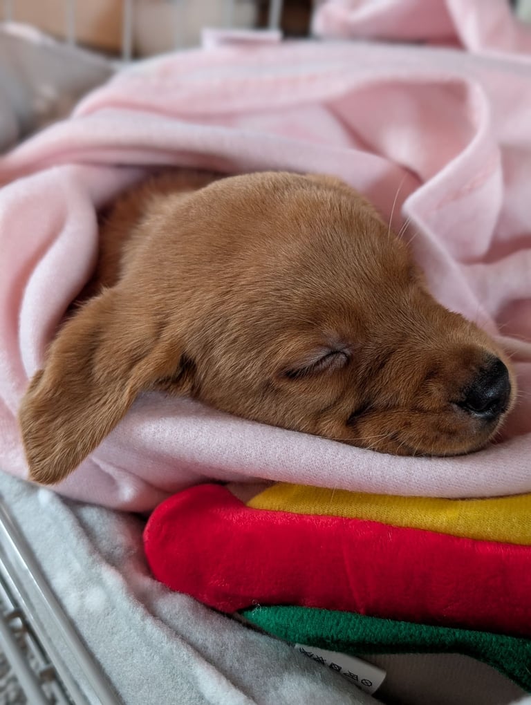 Fox red labrador puppy 