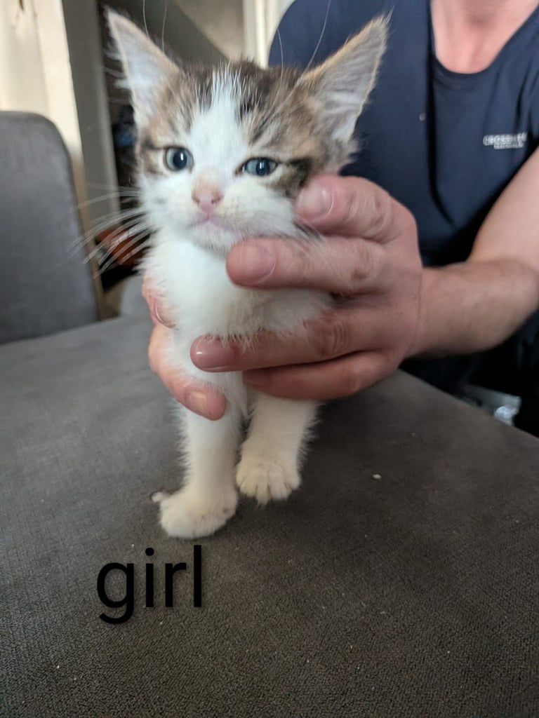 Kittens for sale