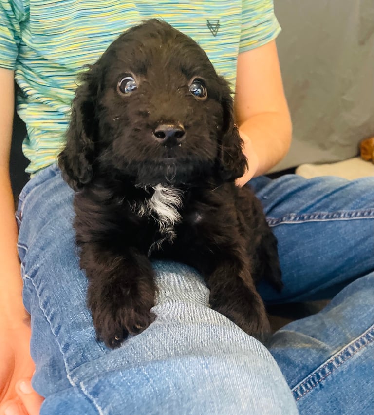 F1 cockapoos for sale