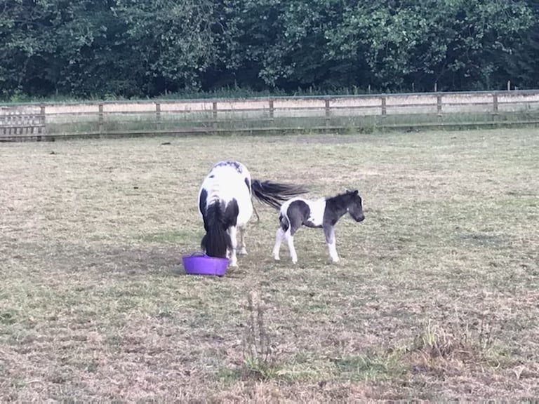 Well rotted horse manure 