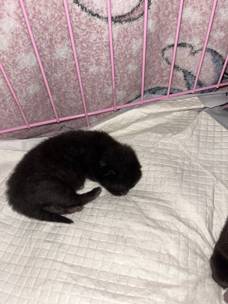 3 KITTENS READY NEW YEAR 