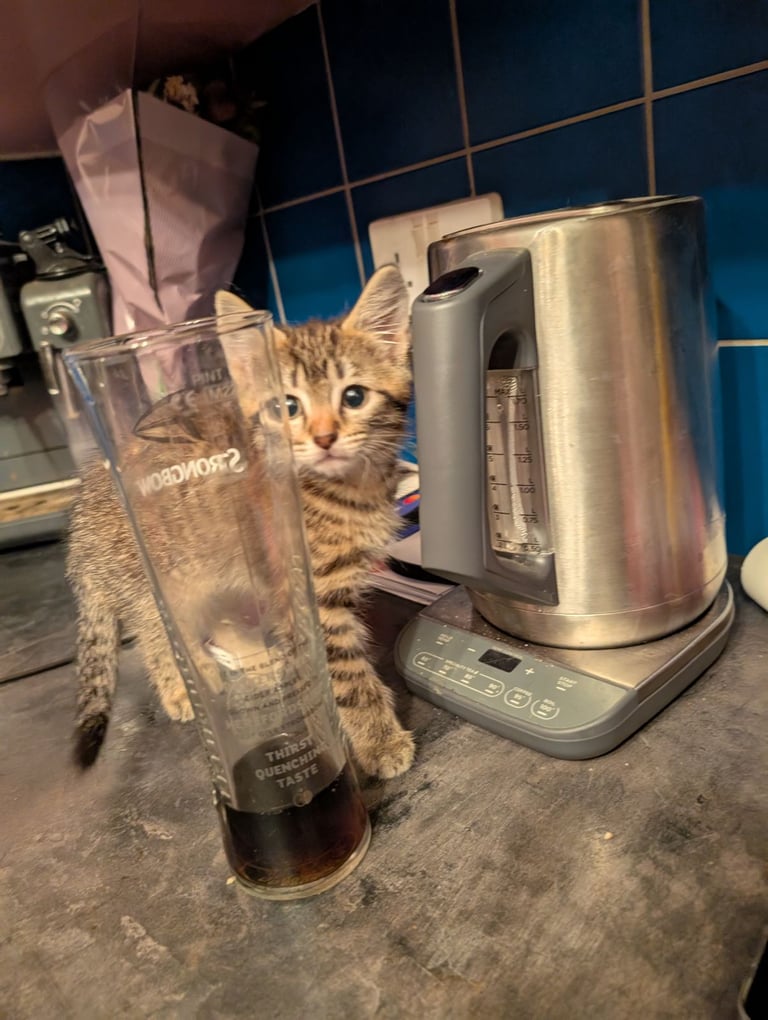 image for Stunning tabby kitten