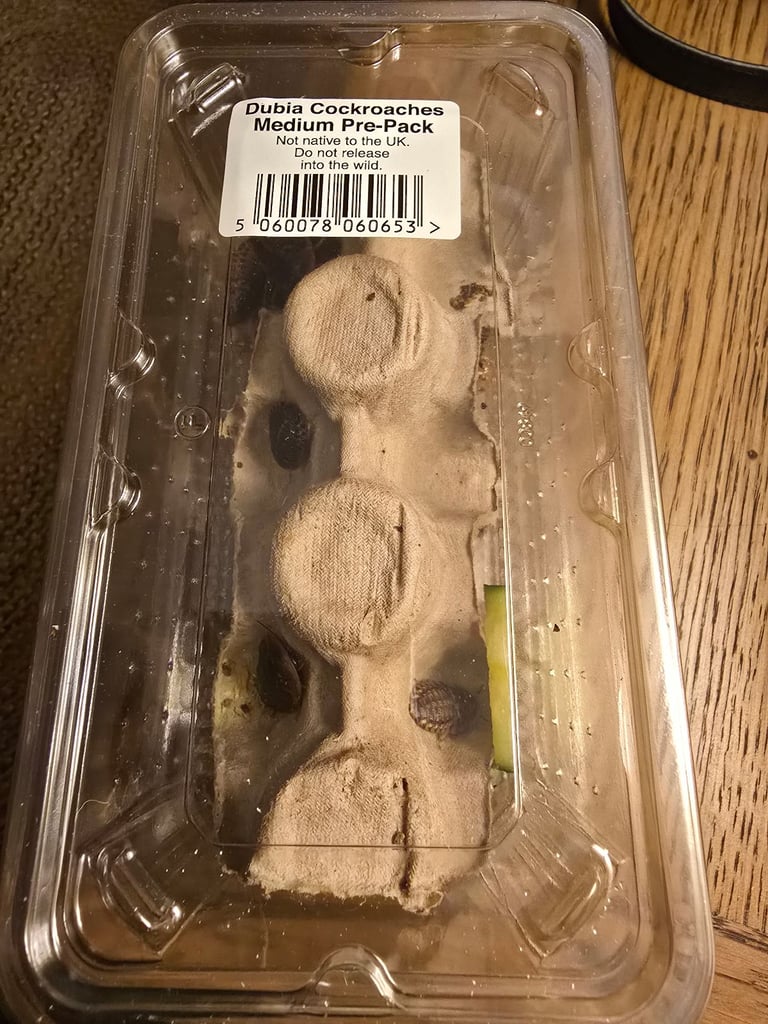 Free medium Dubia roach pre-packs (x2))