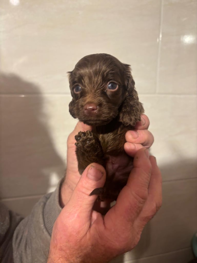 f2 Cockapoo puppies 7 left 