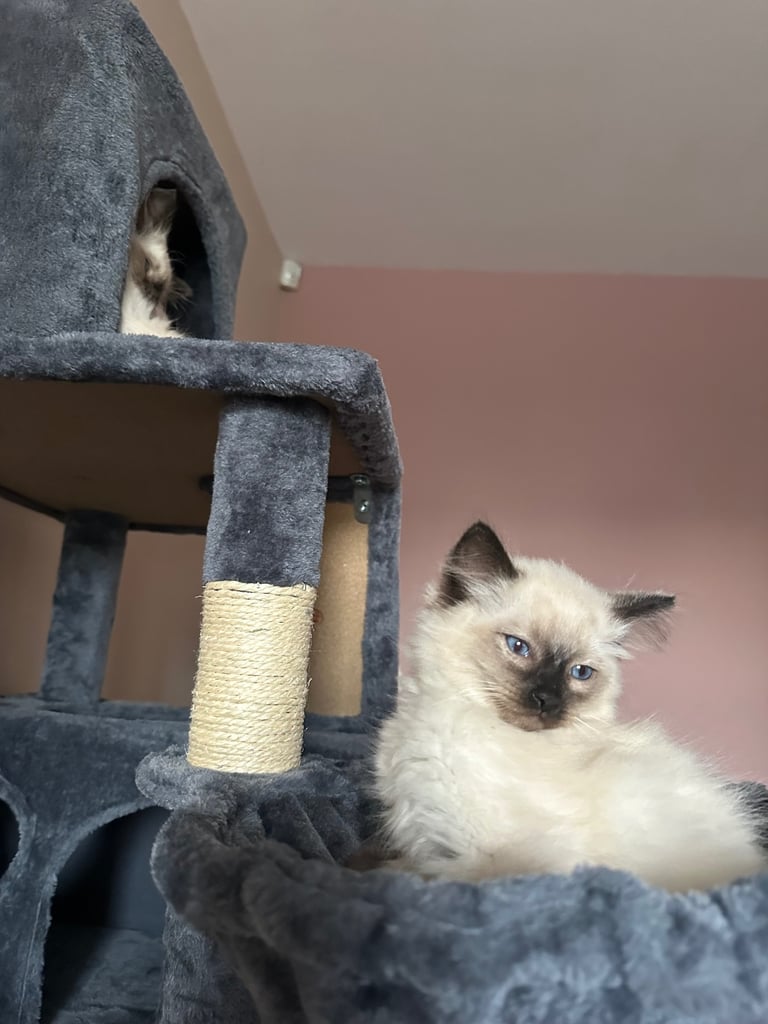 2x ragdoll kittens 