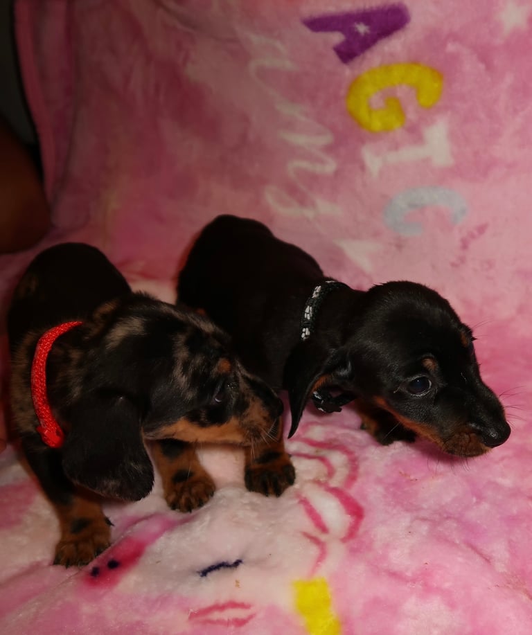 Miniature dachshund pups