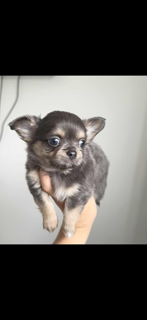 READY TO LEAVE SOON Blue Eye Merle, Tiny Longhair chihuahua 