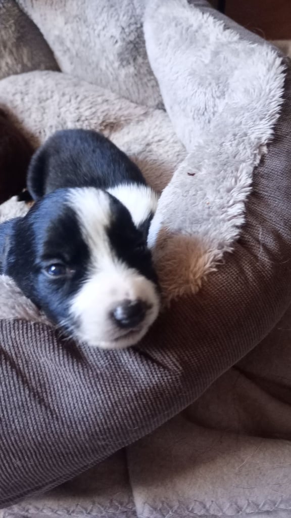 Collie puppies for sale 