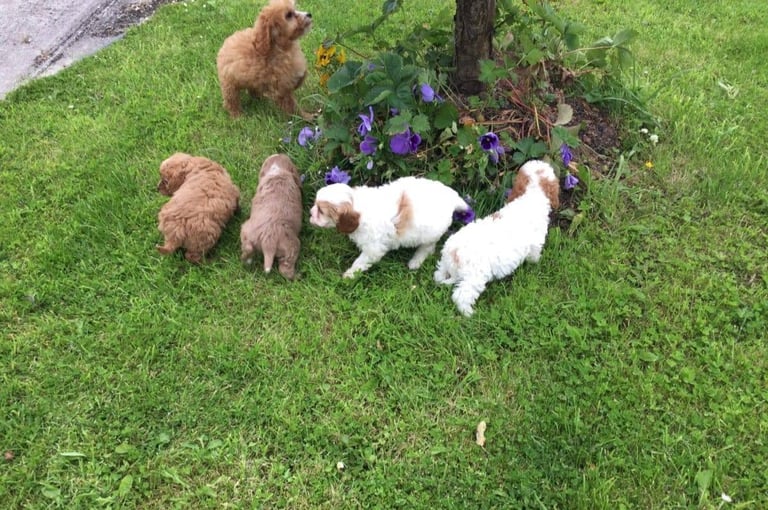 STUNNING HEALTH CHECKED CAVAPOO PUPPIES 