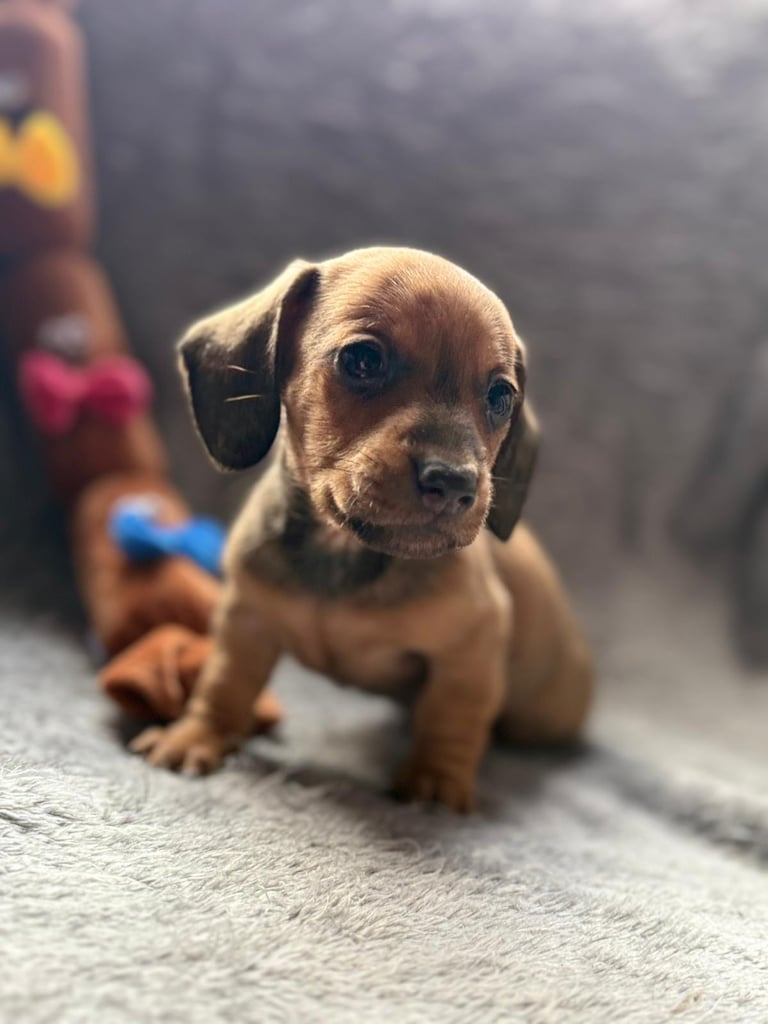 READY NOW/miniature dachshund