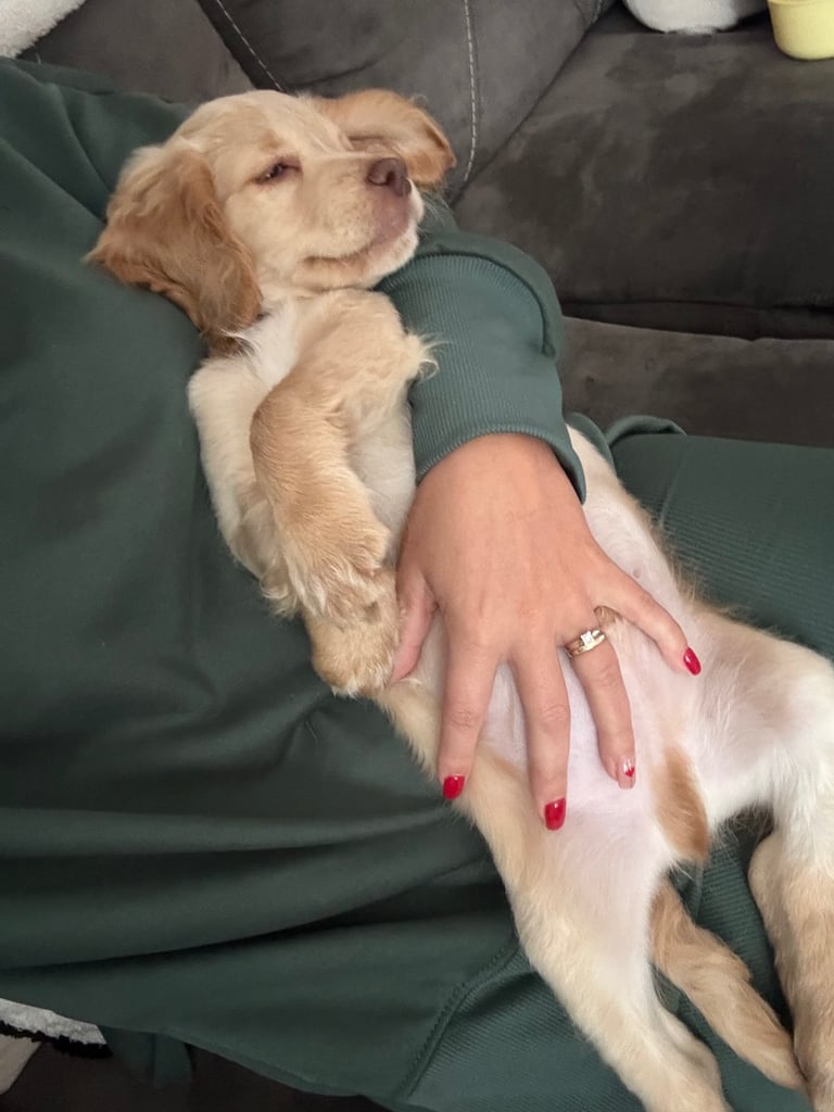 10 week old cockapoo 