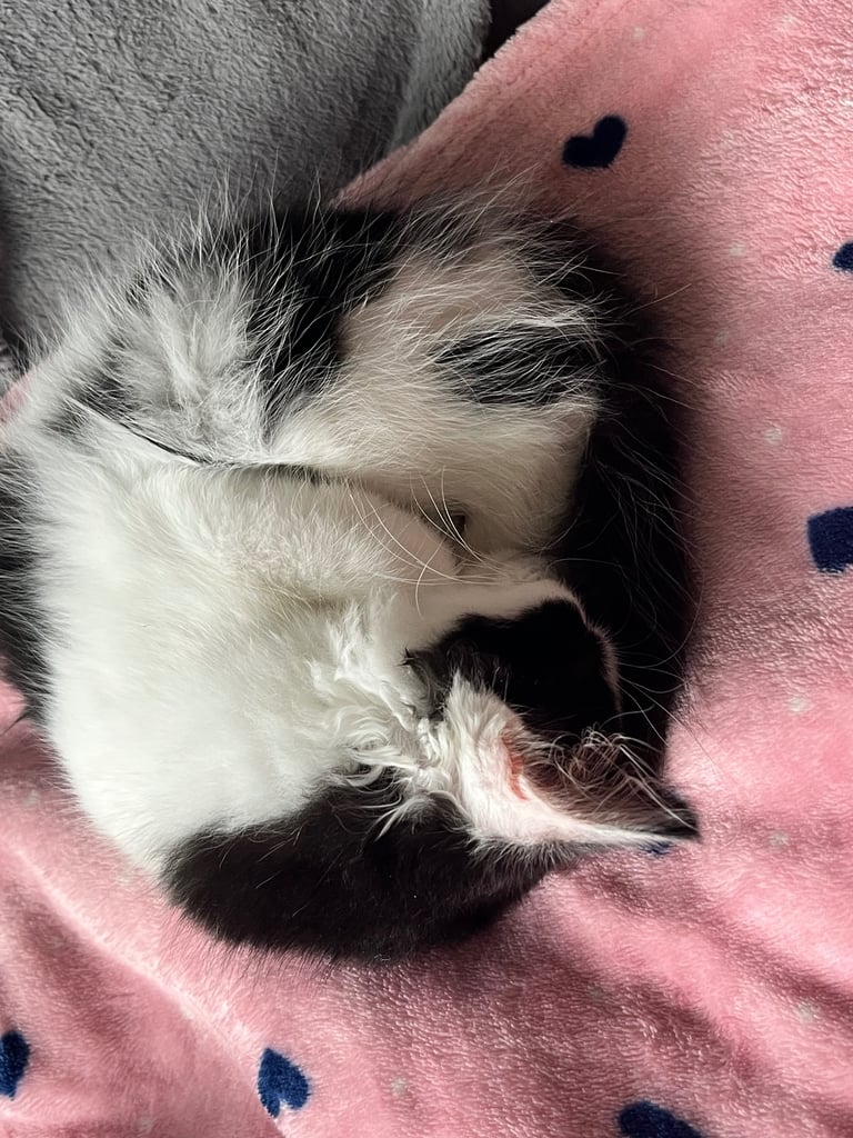 Maine coon cross kittens