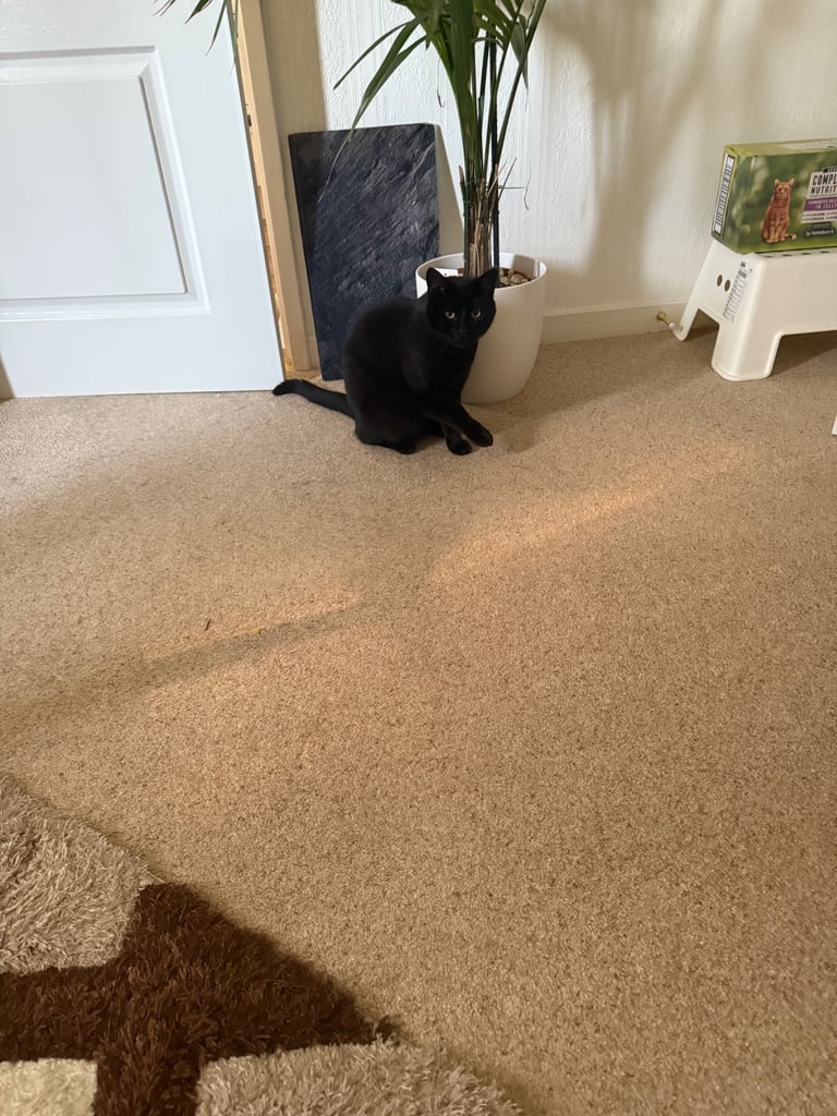 Bombay Cat