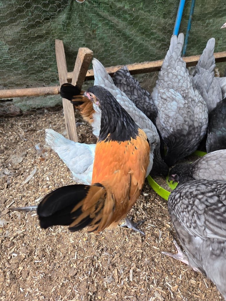 image for POL Chickens 