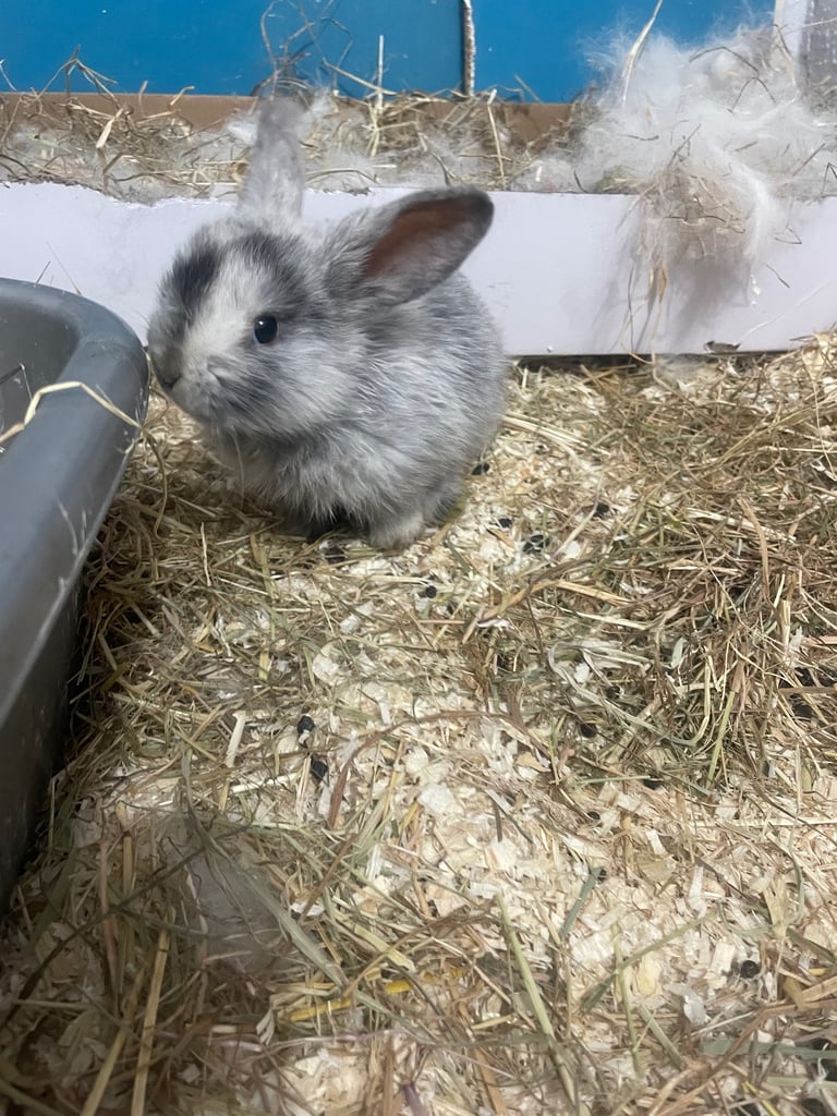 Bunnys ready to leave now 