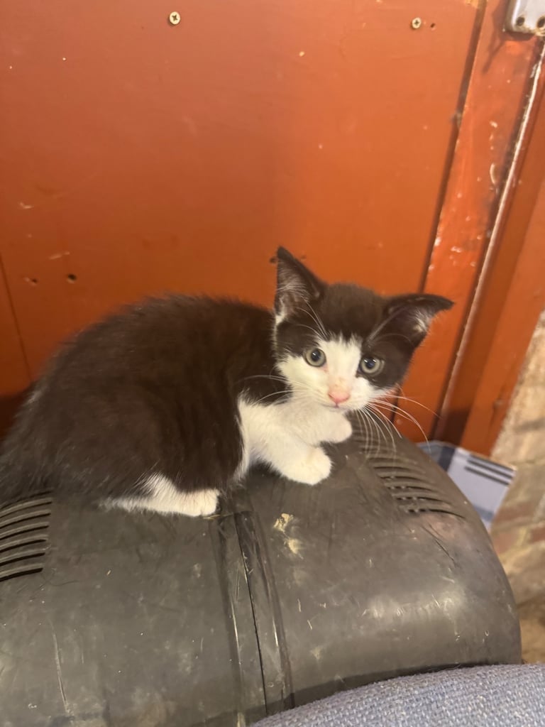 Grey white black ginger tabby tortoiseshell tuxedo girl female kitten cat