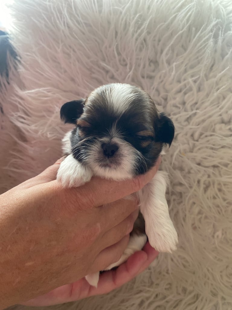 Imperial shitzhu pups 