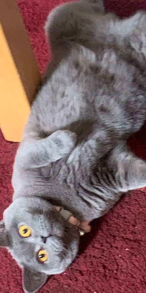 Cat