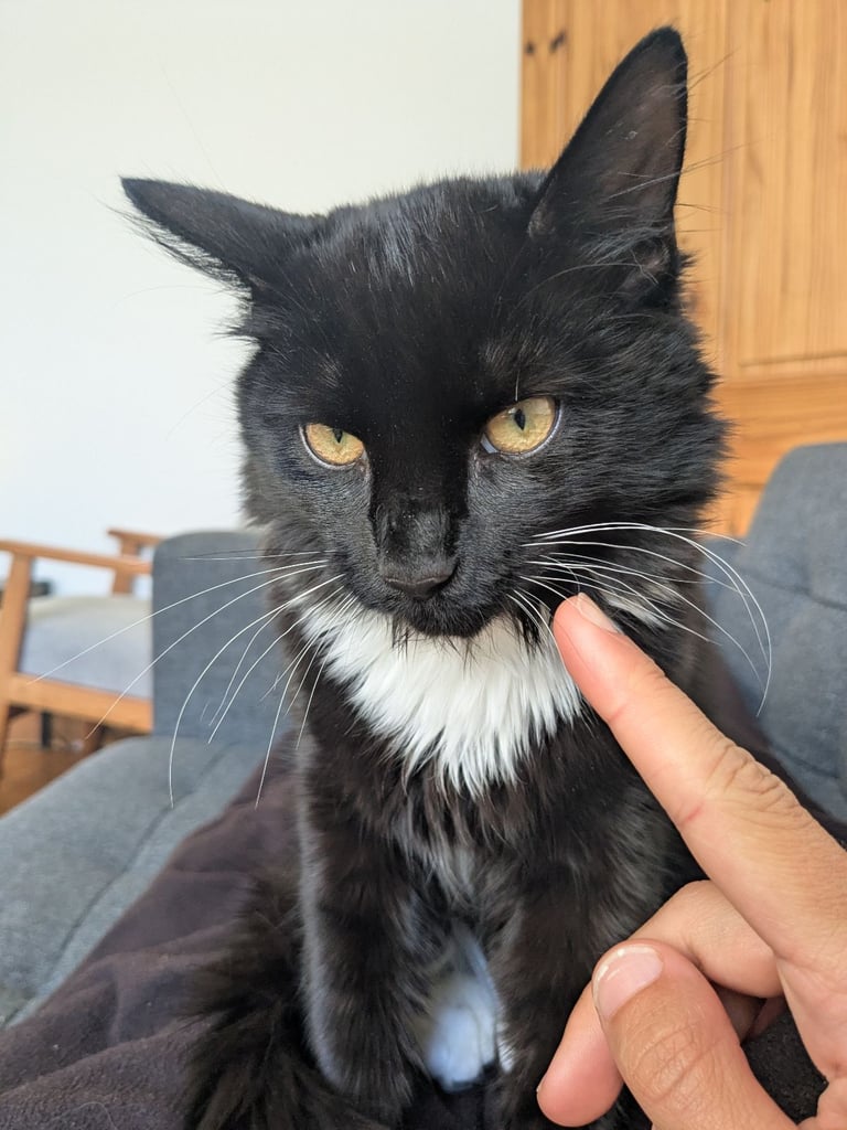 CAT NEEDS HOME - 1 year old male -