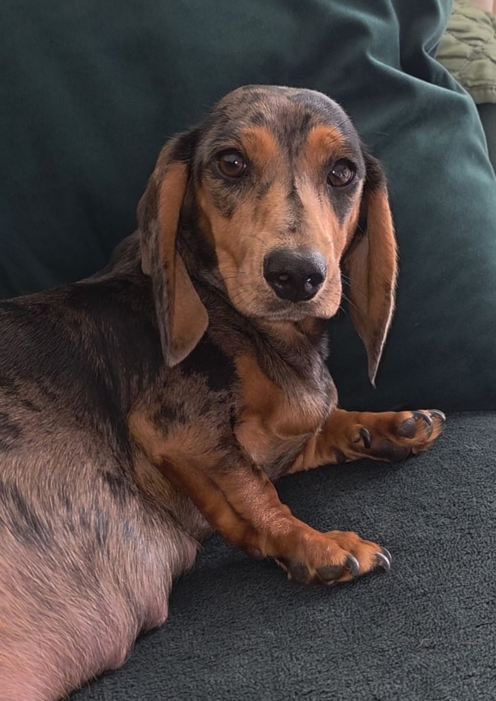 MINITURE DACHSHUND PUPPIES 