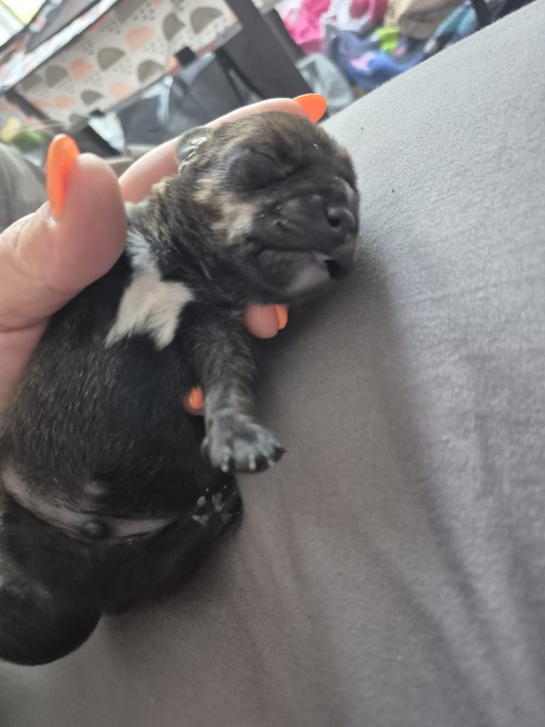 Miniature dachshunds 