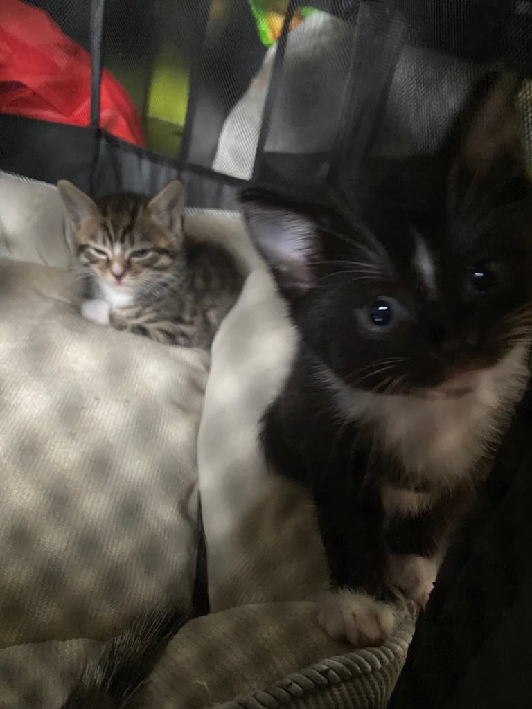 Kittens / Cats