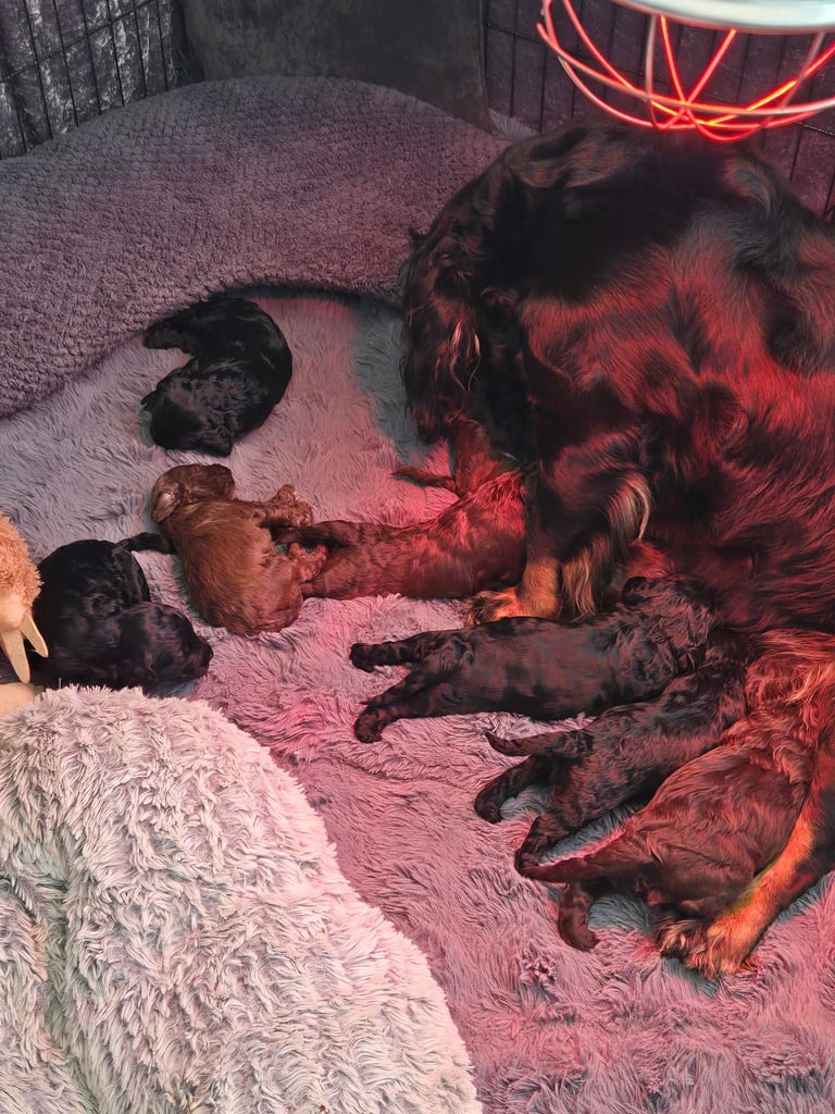 Gorgeous F1 Cockapoo Puppies