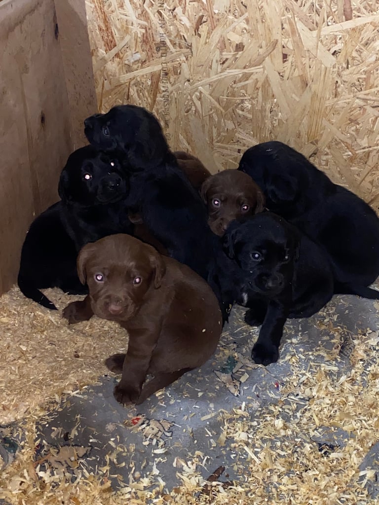 Labrador x Cocker Spaniel Puppies 