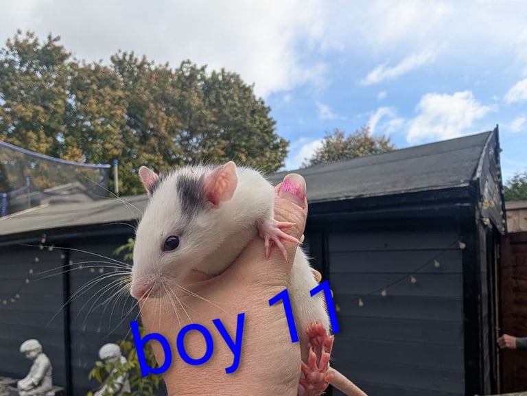 image for Baby rats 