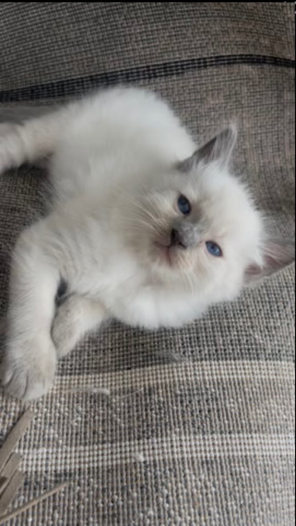Ragdoll male 3Months