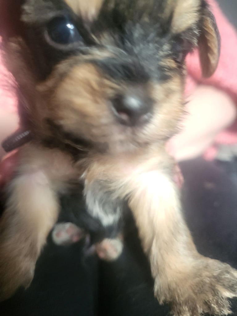 5 boy Yorkshire terrier puppies 4 weeks old