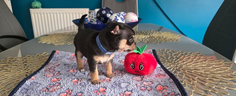 Chihuahua Puppies