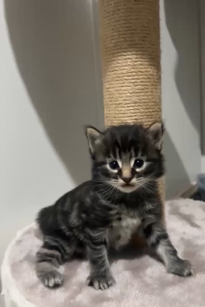 Maine-coon cross kittens 