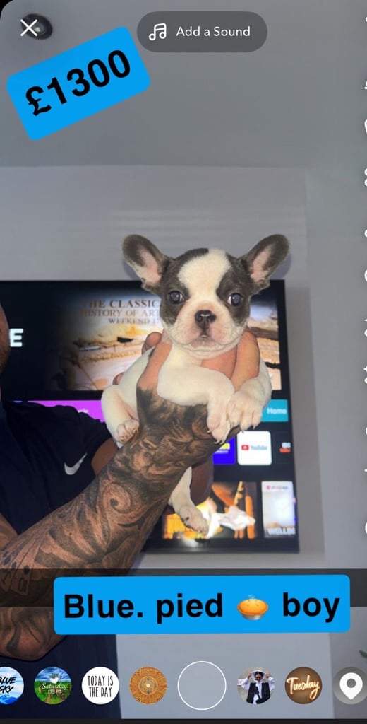 french bulldog puppy