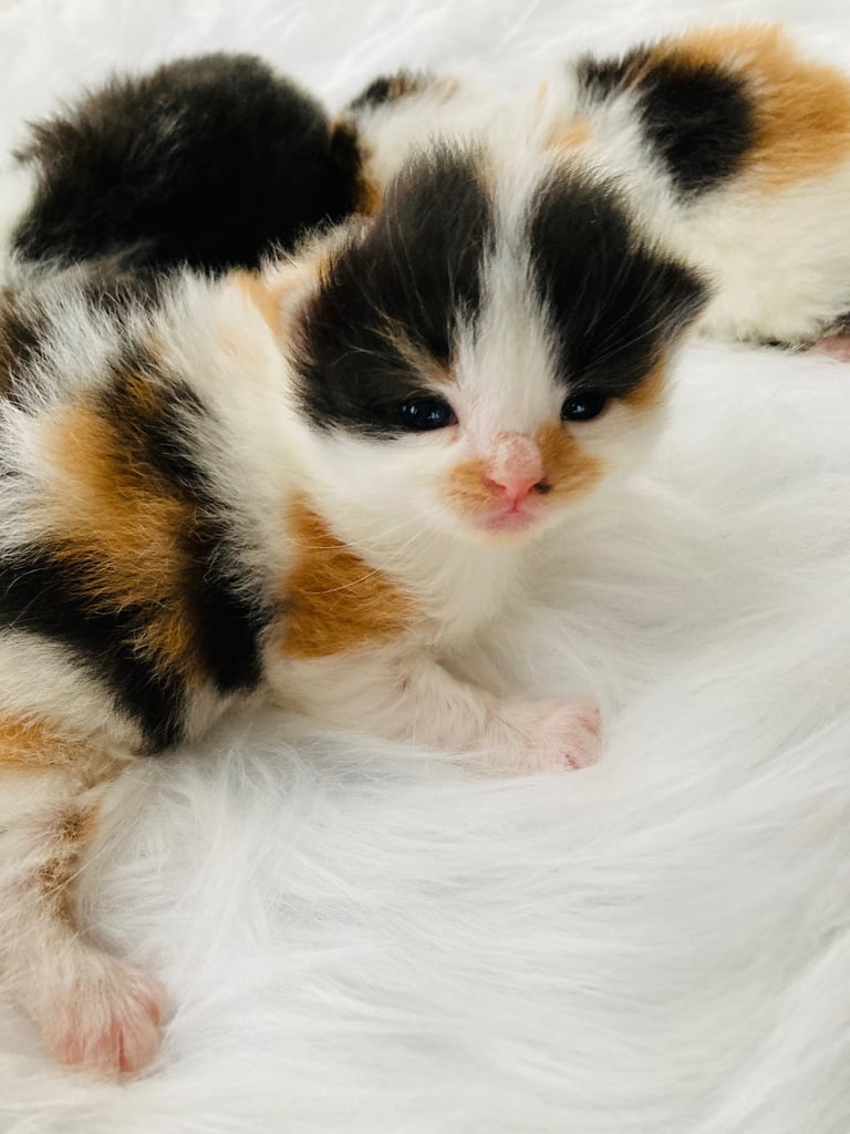 Fluffy Kittens 
