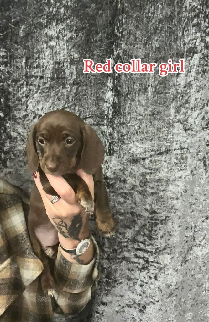 Beautiful miniature dachshunds