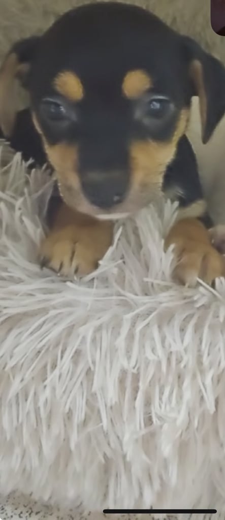 image for 2 beautiful Jack Russell puppy’s 