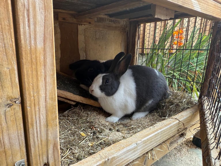 2 male rabbits 7months old